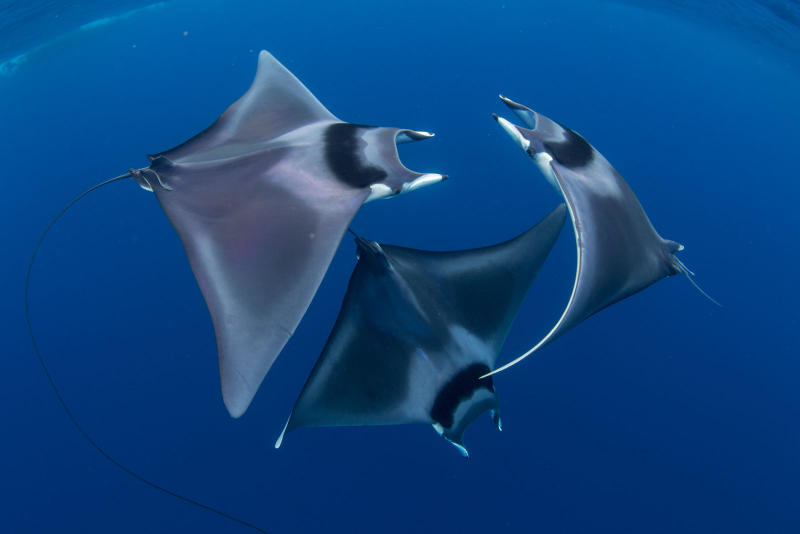 Illustration for article titled Las mejores fotos submarinas de 2018 son una ventana a una dimensión paralela oculta bajo el agua